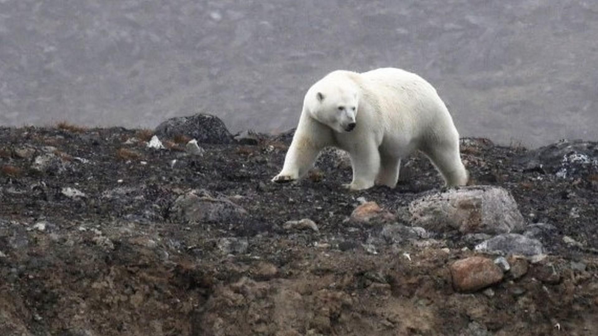Around Spitsbergen. Science Basecamp with free science activities, In the realm of Polar Bear & Pack Ice
