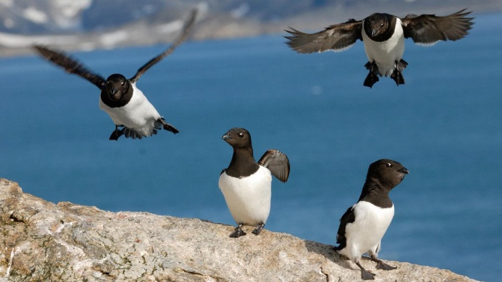 North Spitsbergen, Arctic Summer - Birding