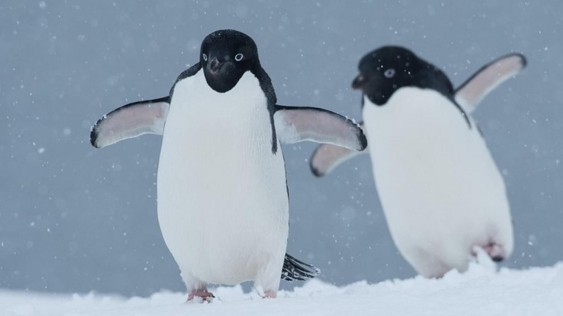 Weddell Sea