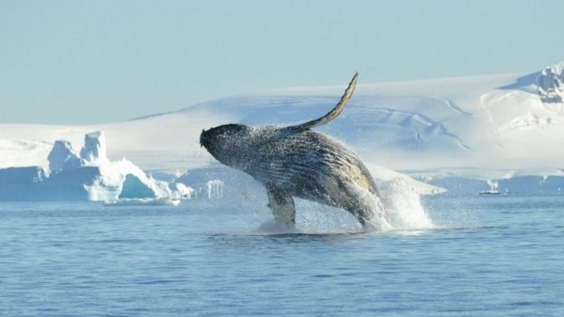 Basecamp Antarctica Incl. Anvers Island and Flandres Bay