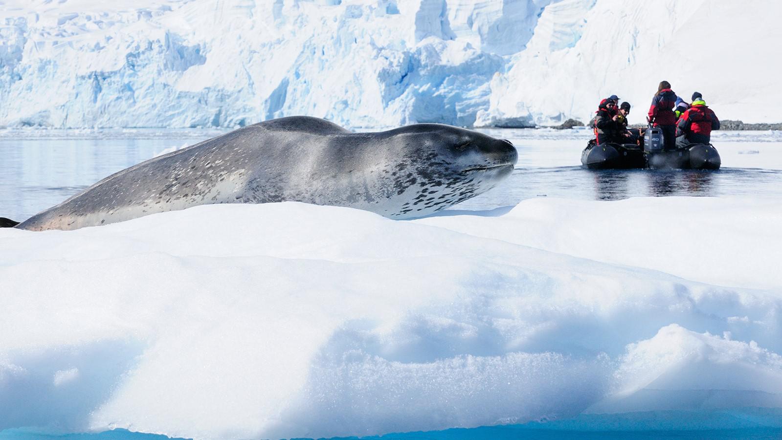 Emblematic Antarctica