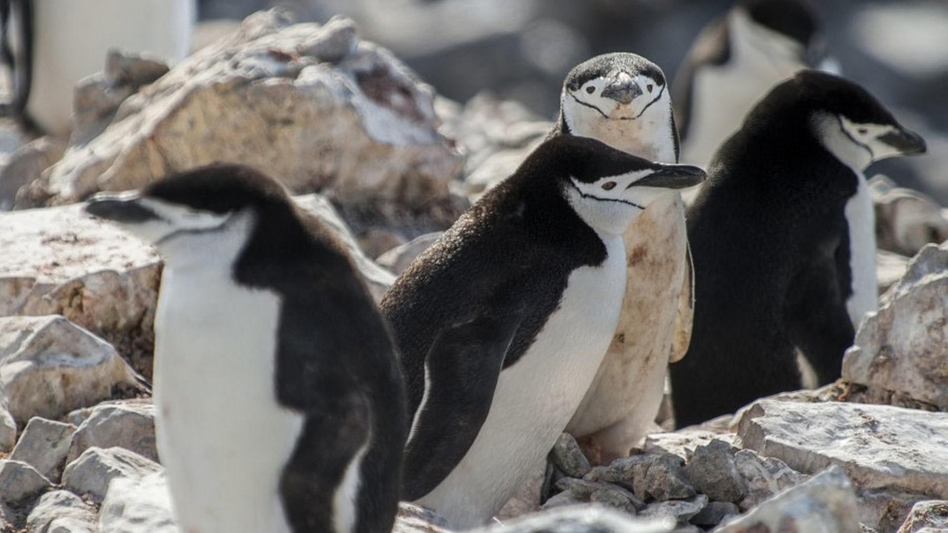 Antarctic Polar Circle