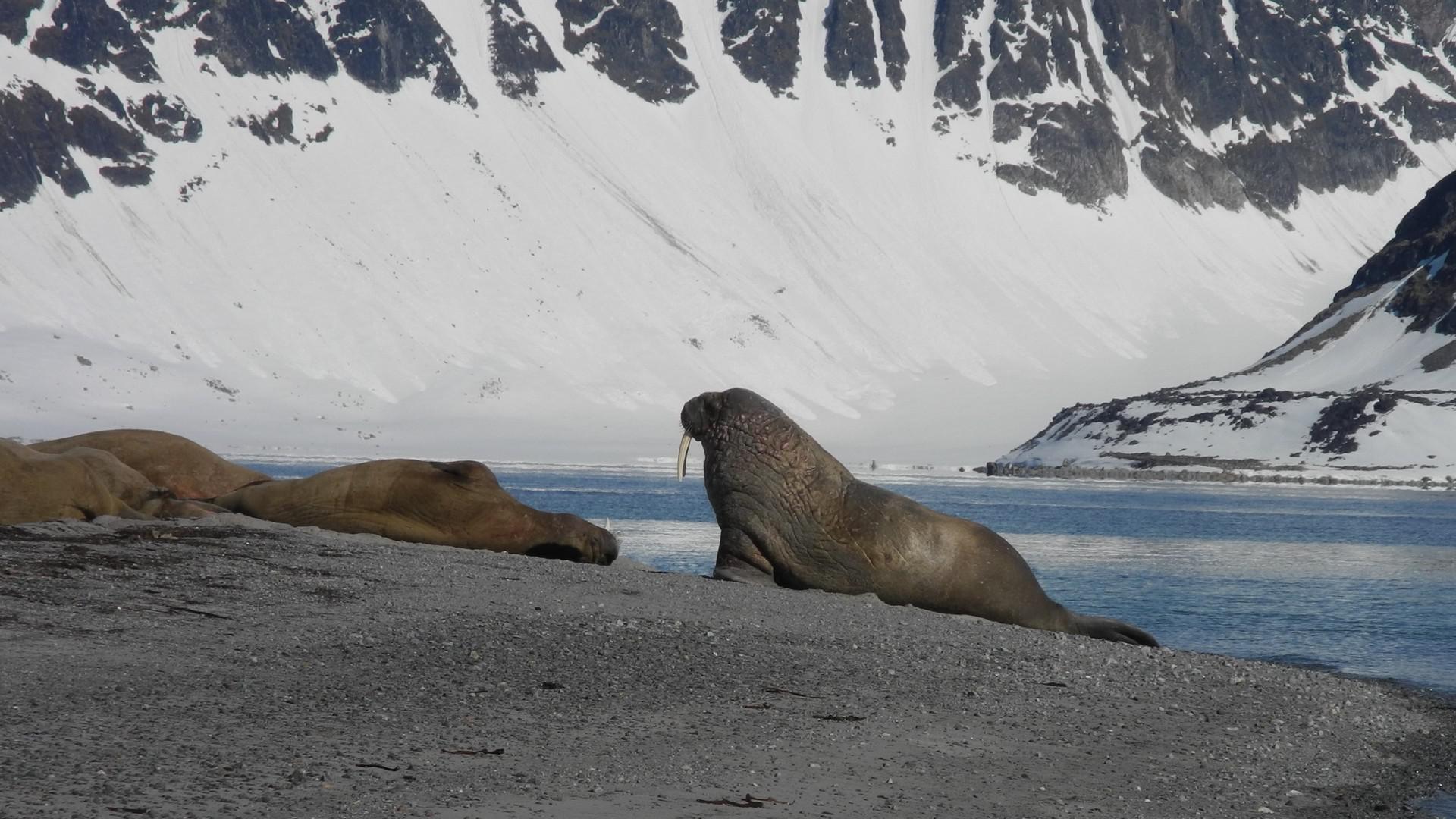 Svalbard Explorer Expedition Cruise