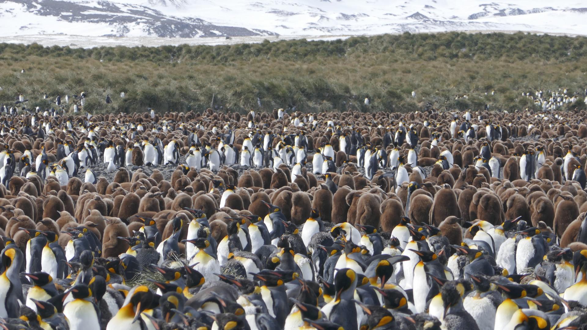 South Georgia and Antarctica