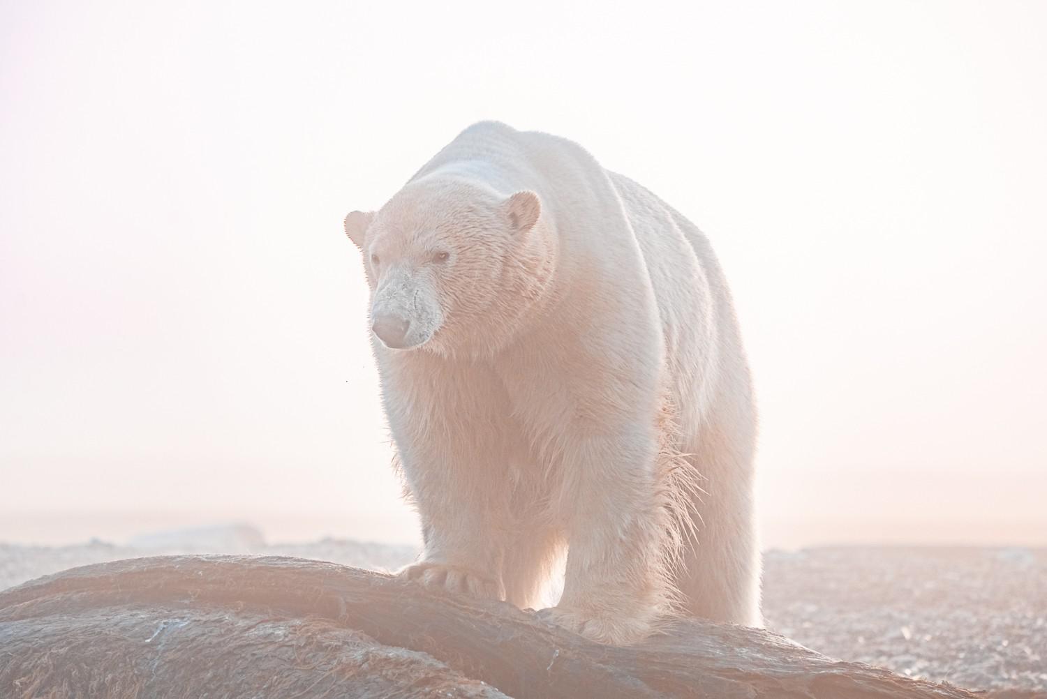 Private Svalbard Expedition