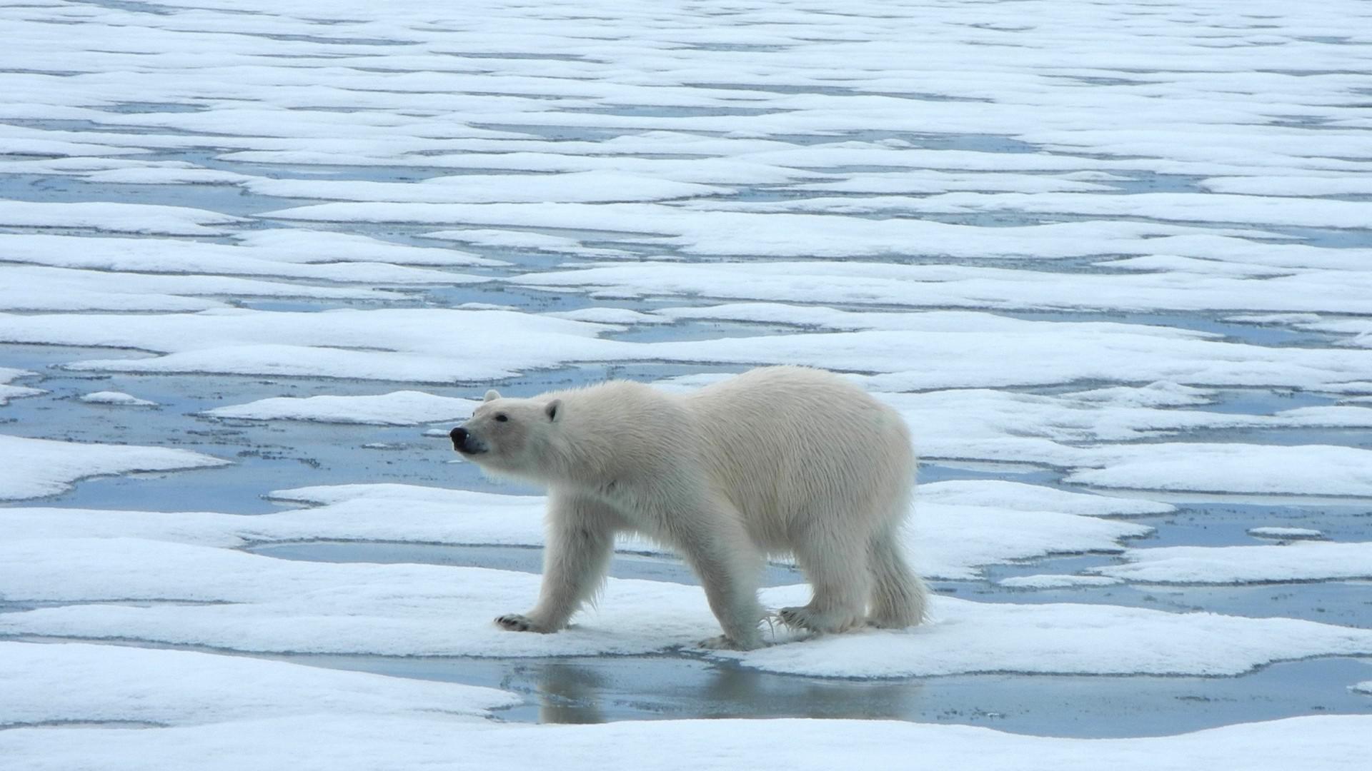 Destacados de Spitsbergen: Expedicin Breve 2023-24