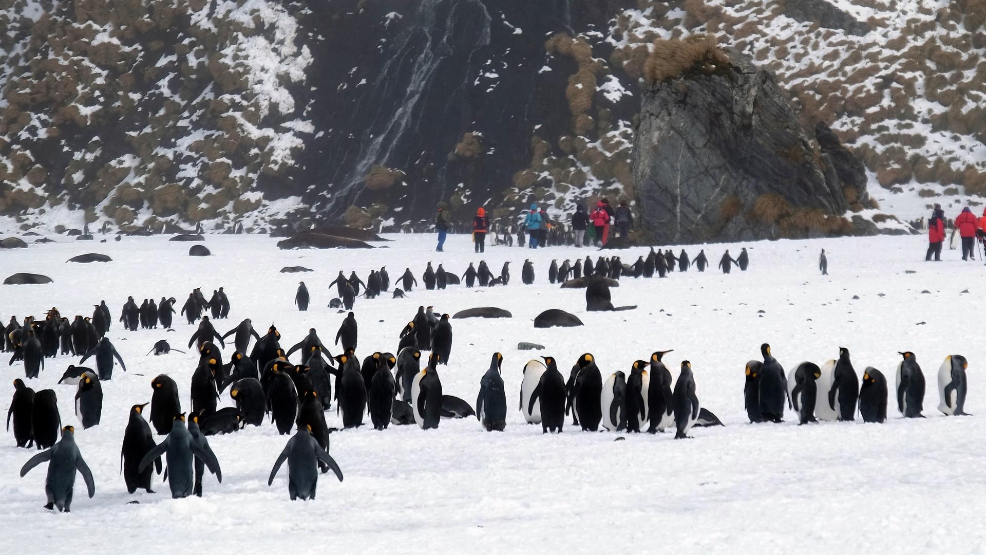 Falkland, South Georgia, Antarctica