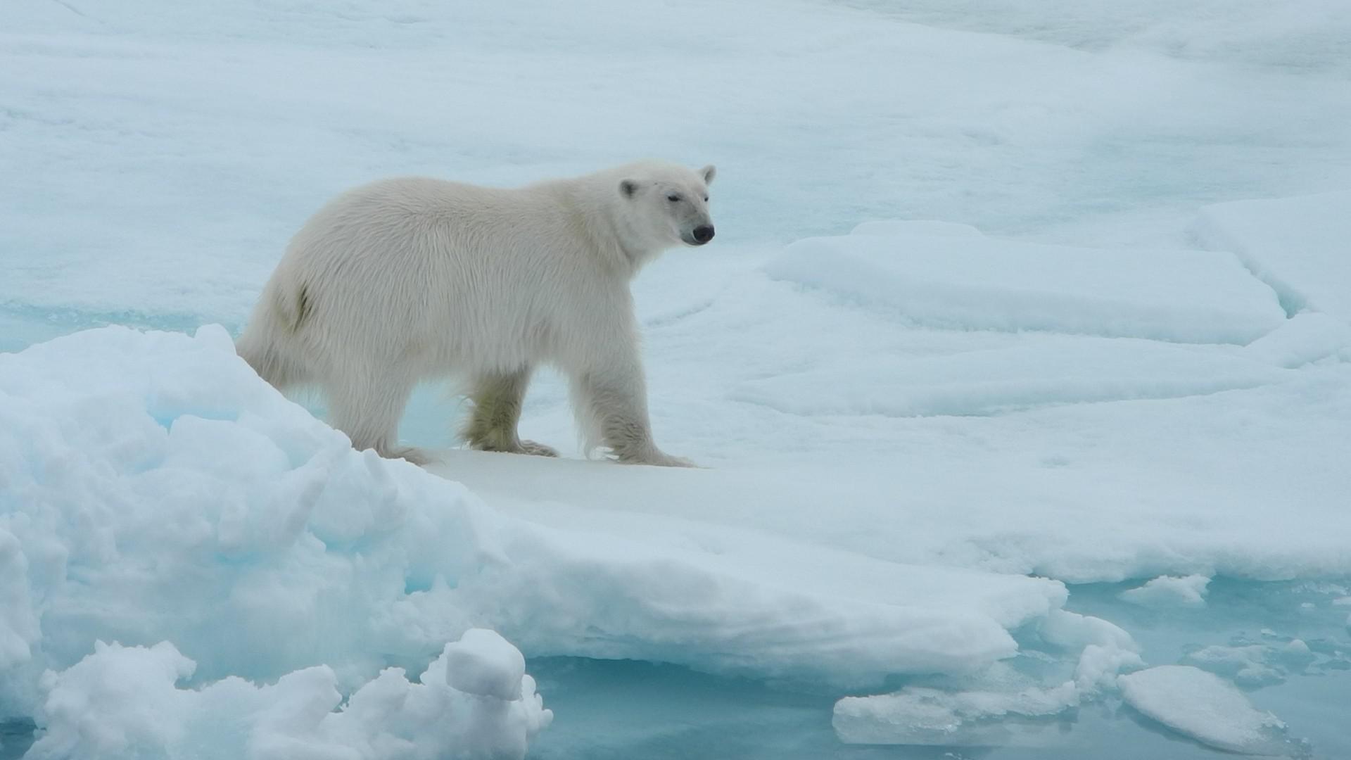 Three Pearls of the Arctic