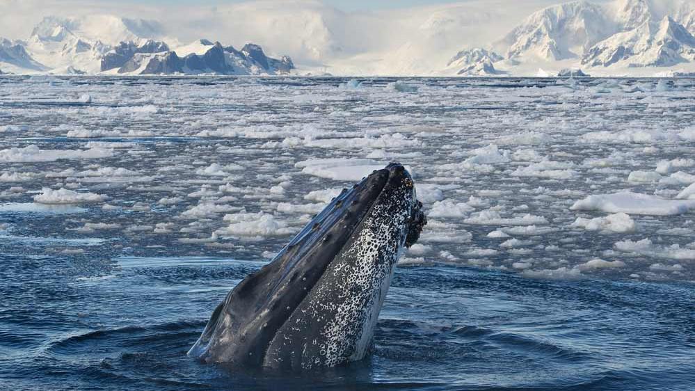 Antarctica Explorer