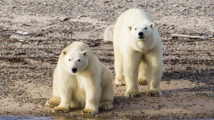 The Wild Side of Greenland, Into the National Park