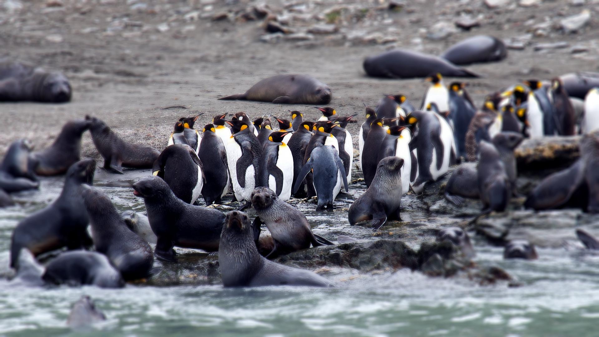 Falkland, South Georgia, Antarctica