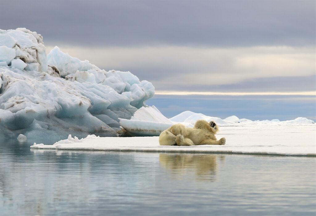 Svalbard: Flight of the Eagle