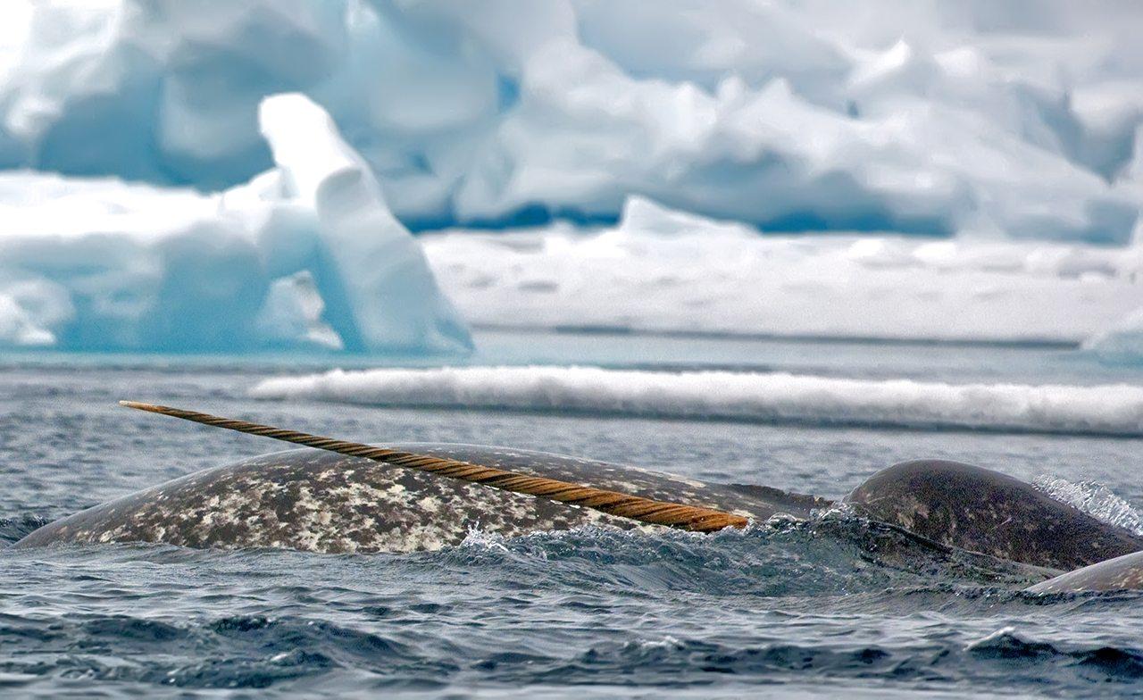 Narwhal & Polar Bear, a Floe Edge Safari