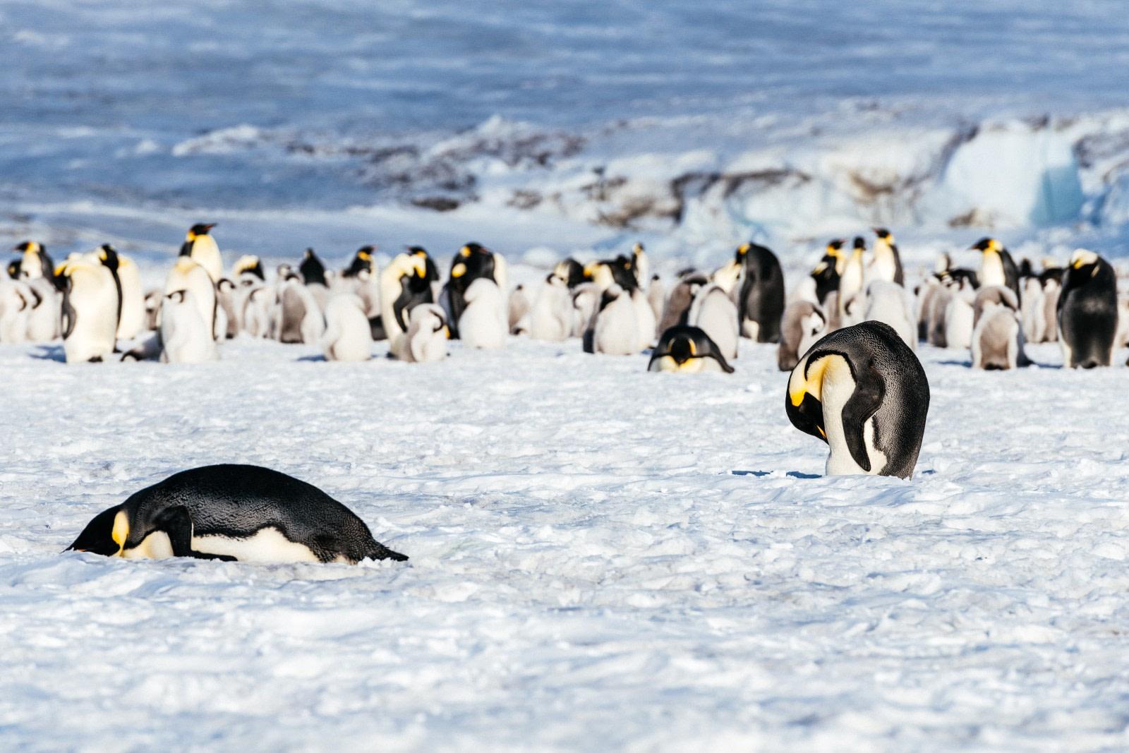 Weddell Sea - In search of the Emperor Penguin, incl. helicopters