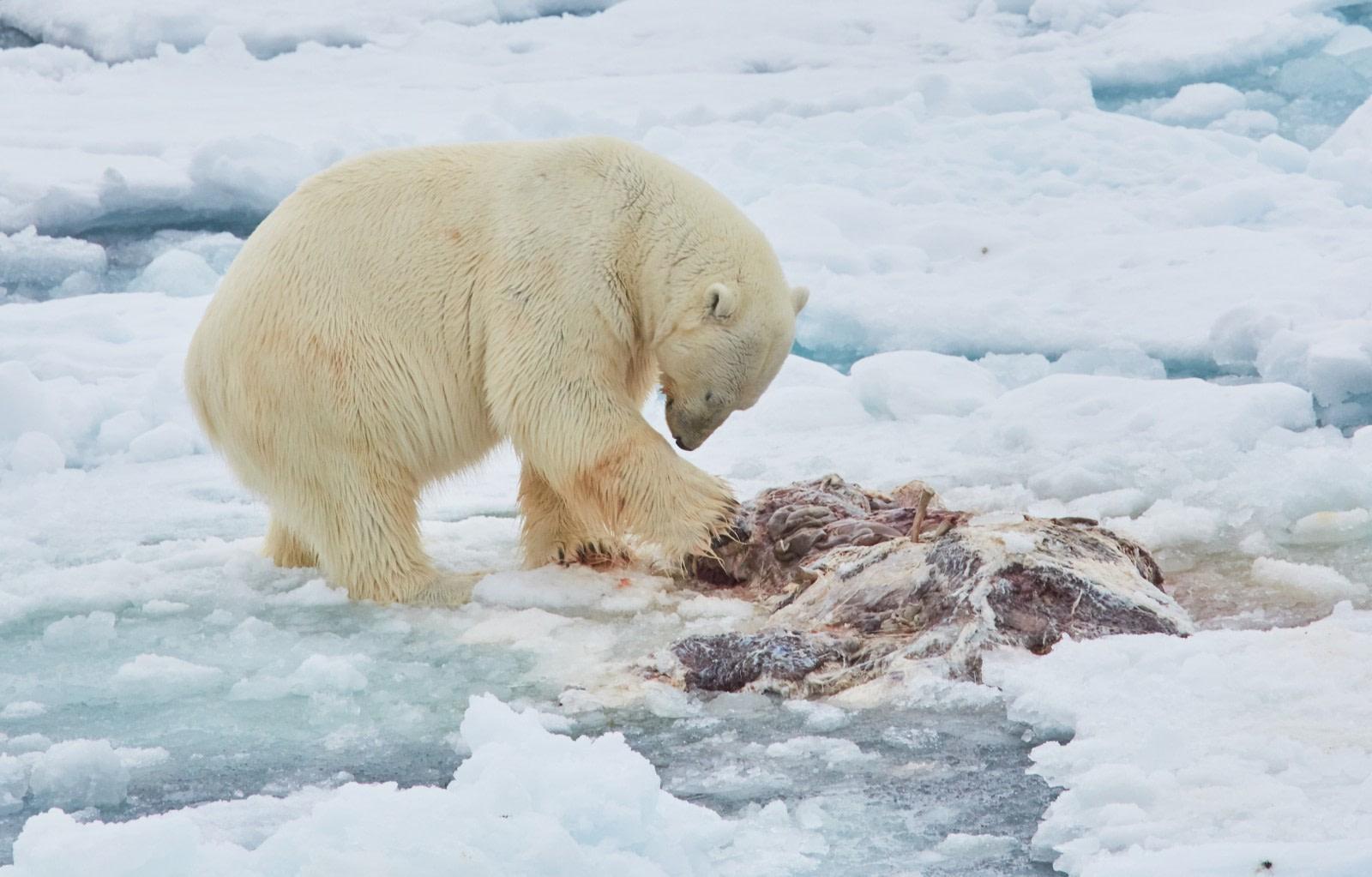 North Spitsbergen, in the realm of Polar Bear & Ice - Birding, Summer Solstice