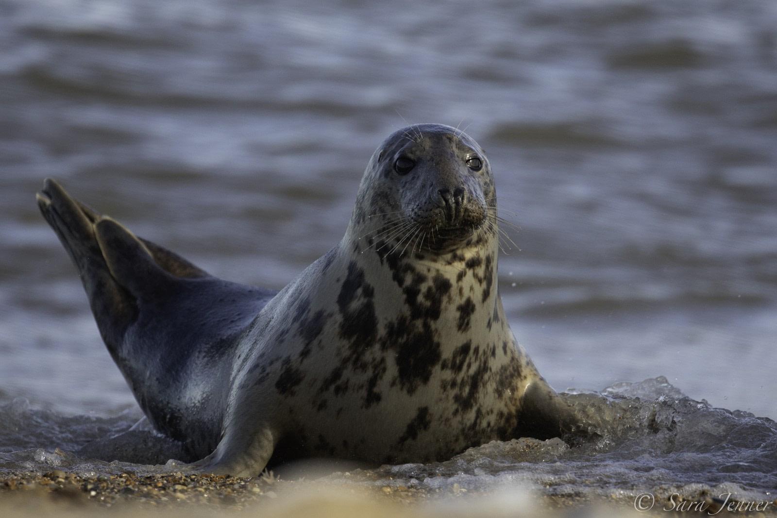 North Atlantic Isles