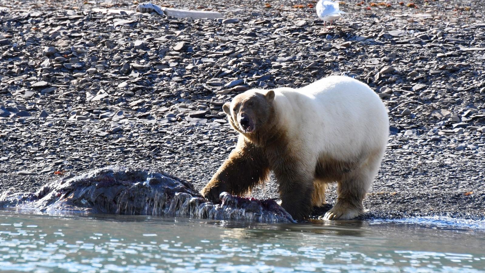 Alrededor de Spitsbergen, verano rtico