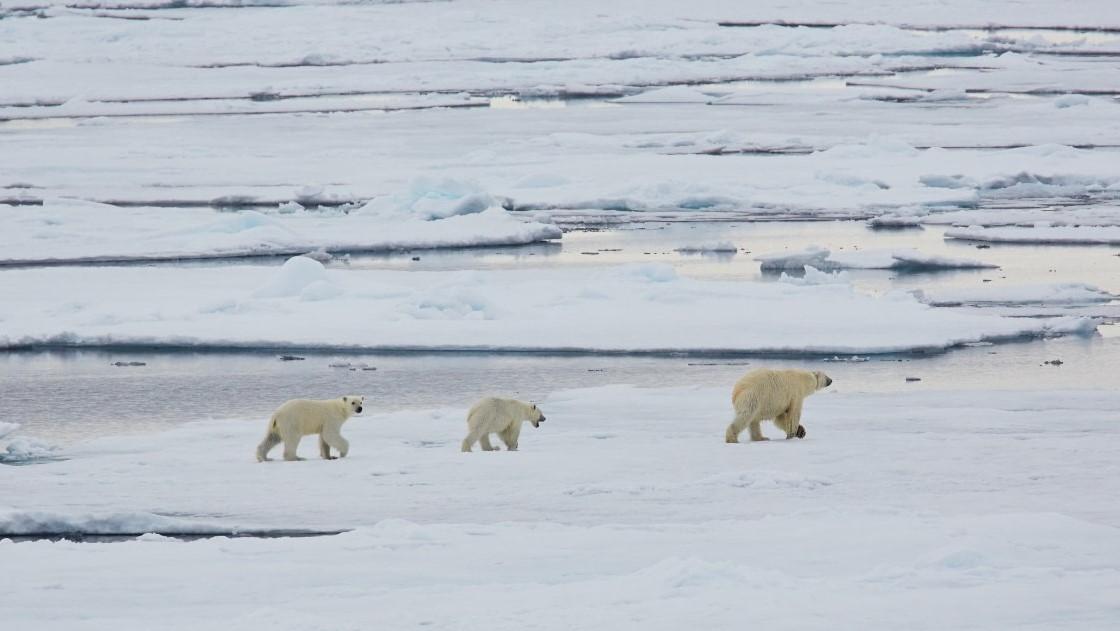 North Spitsbergen - Basecamp - Summer Solstice & Cleaning the Shores