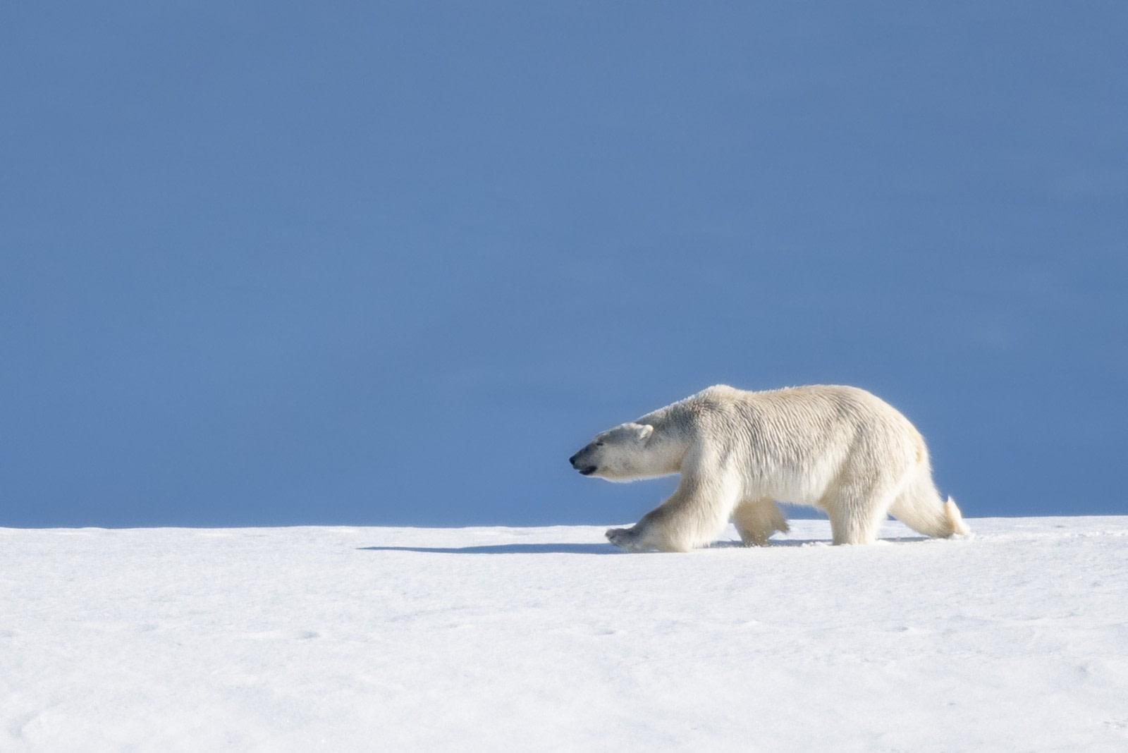 North Spitsbergen, Along the pack ice, Bowhead Whales and Polar Bears, Summer Solstice