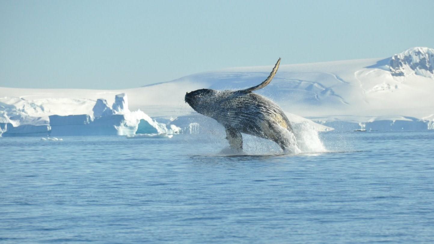 Falkland Islands - South Georgia - Antarctica - Birding