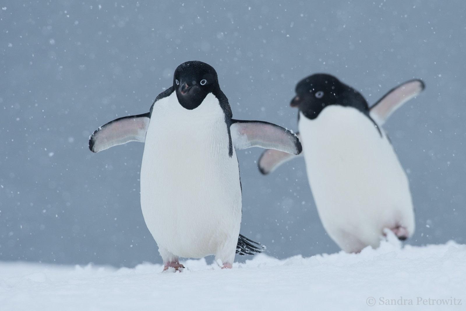 Remote Weddell Sea Explorer