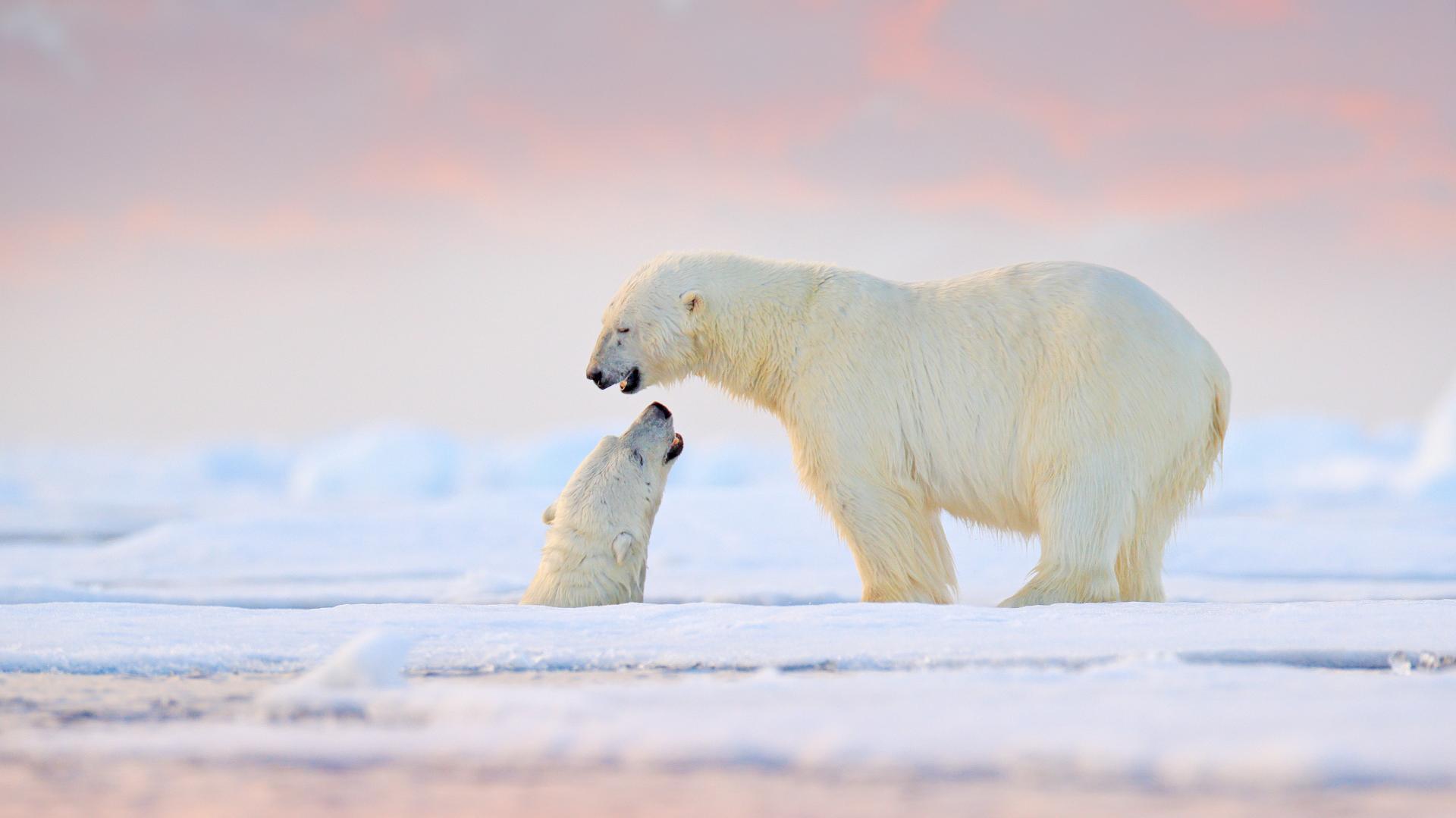 Arctic Discovery