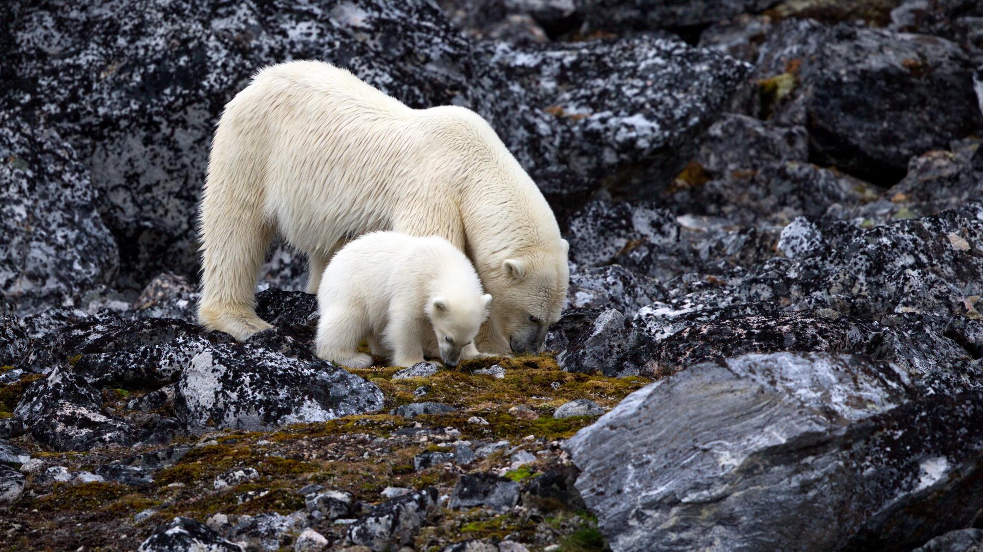 Iceland & Greenland