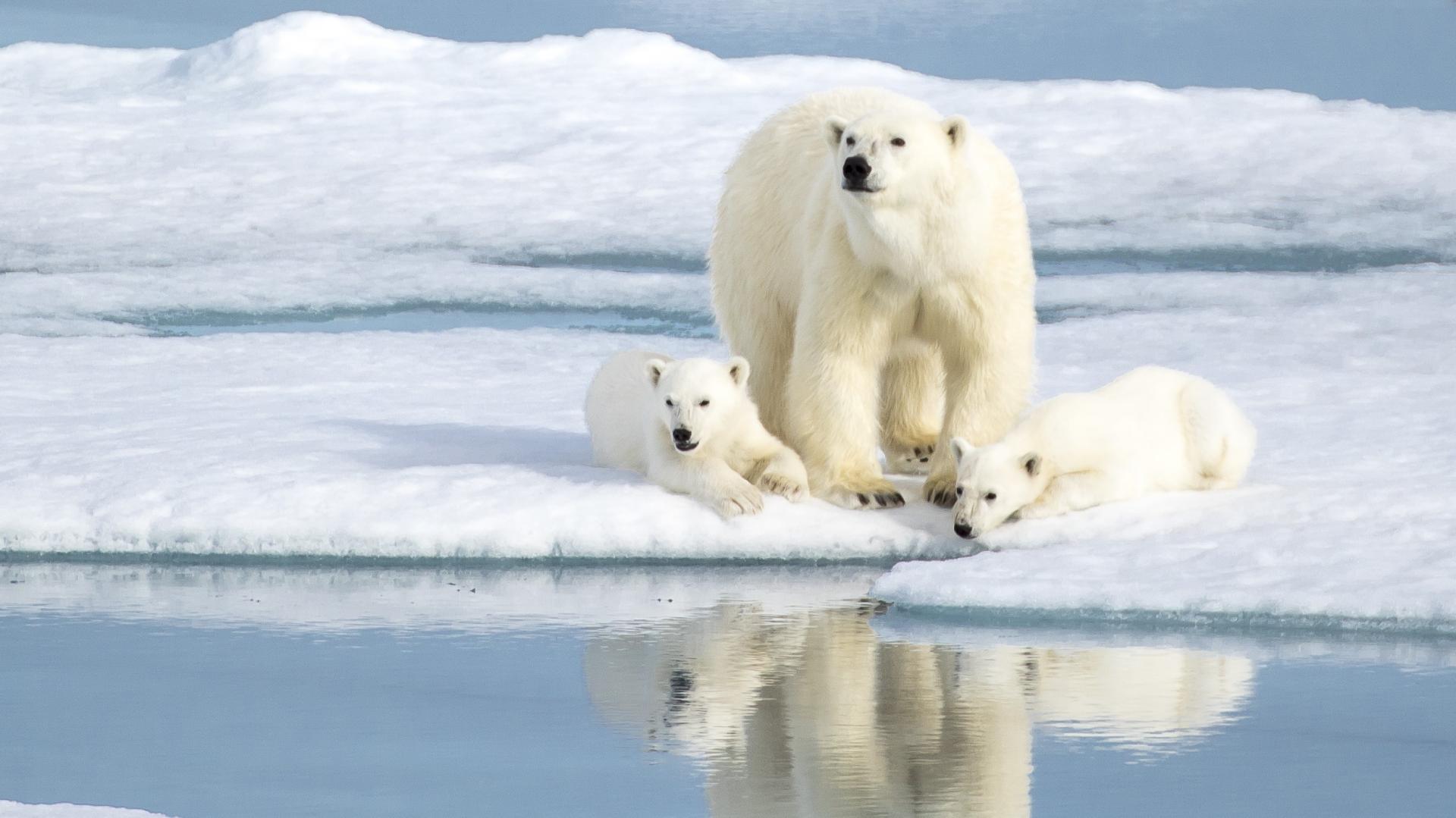 Svalbard y Parque Nacional NE de Groenlandia