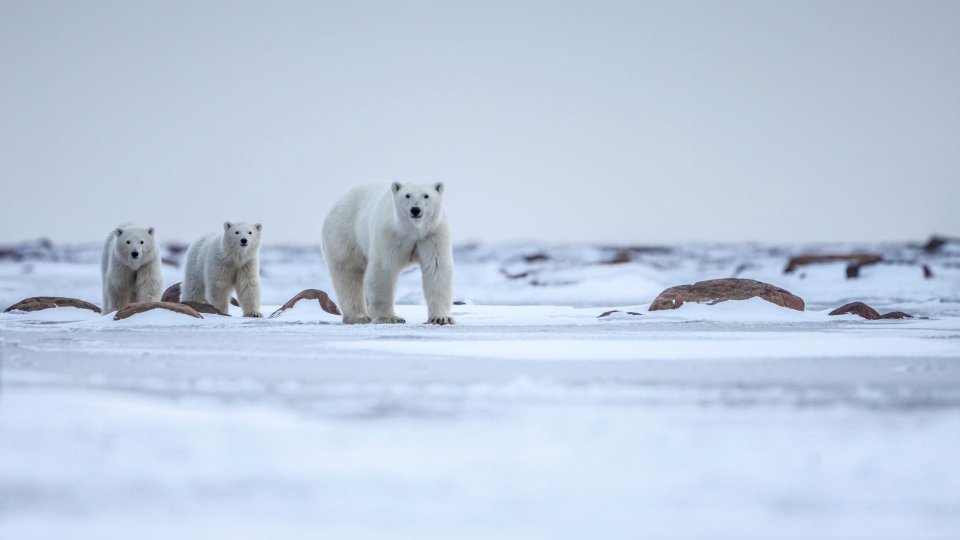 Canadian Arctic and Greenland