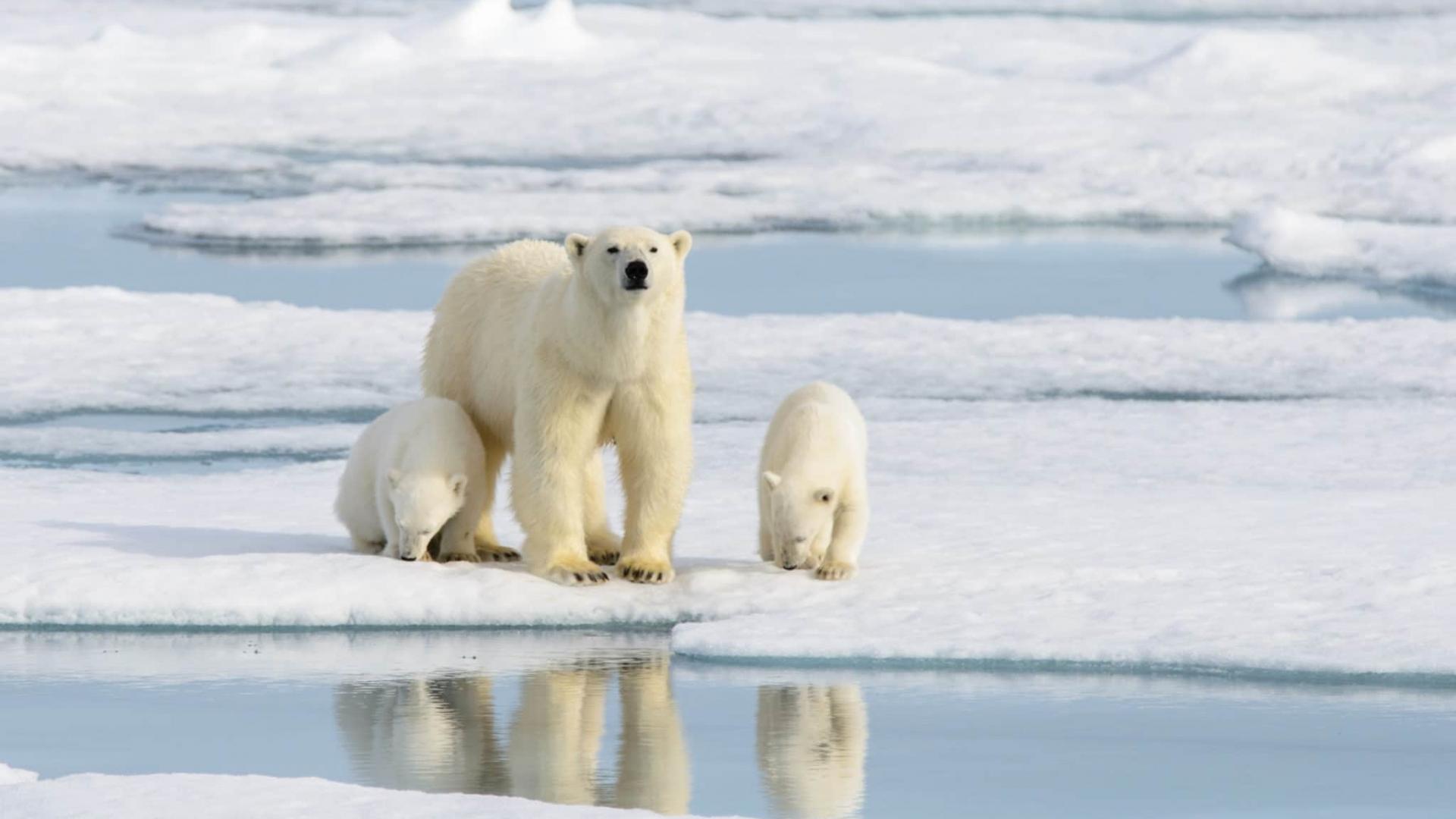 Svalbard in Depth