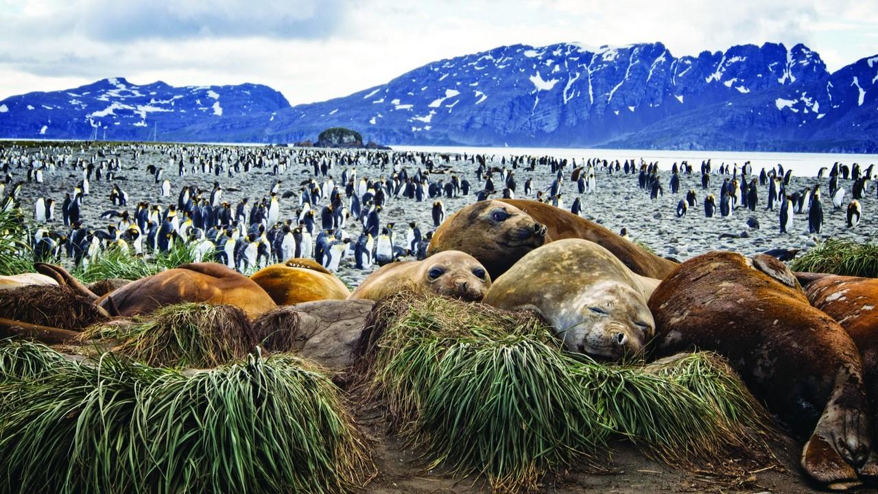 Falkland, South Georgia, Antarctica