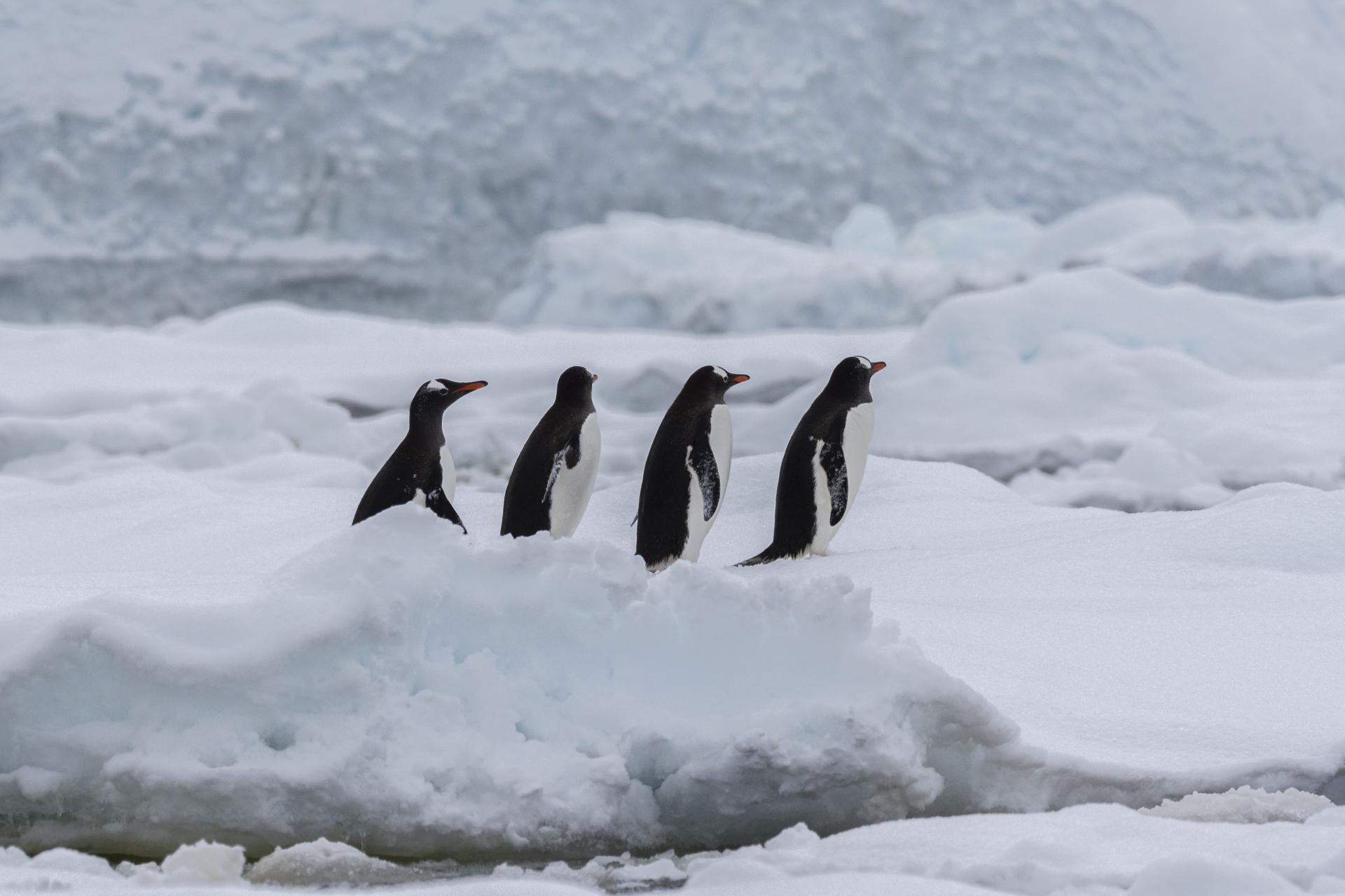 Antarctic Peninsula In Depth