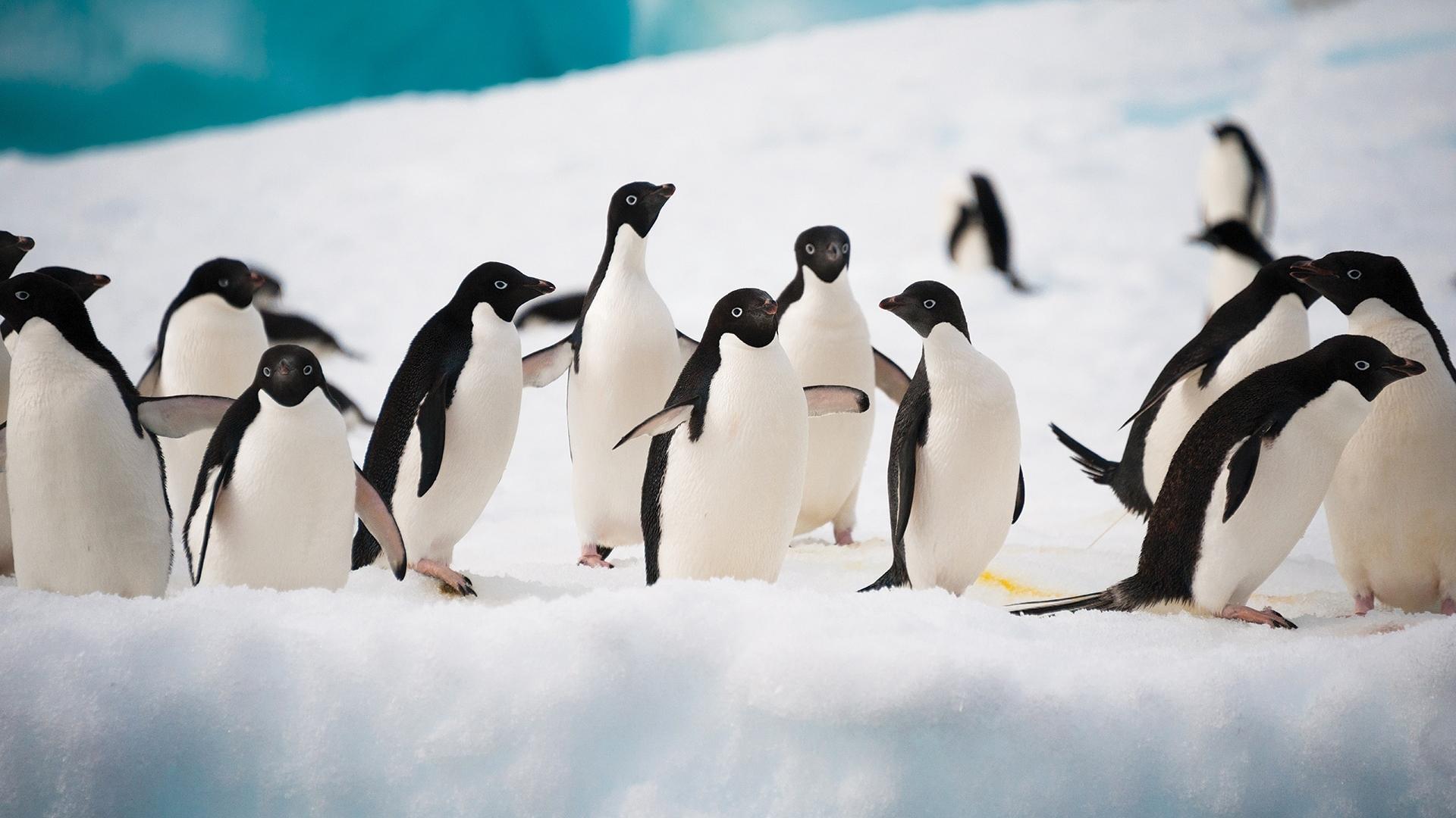 Across the Antarctic Circle - Flying from Punta Arenas