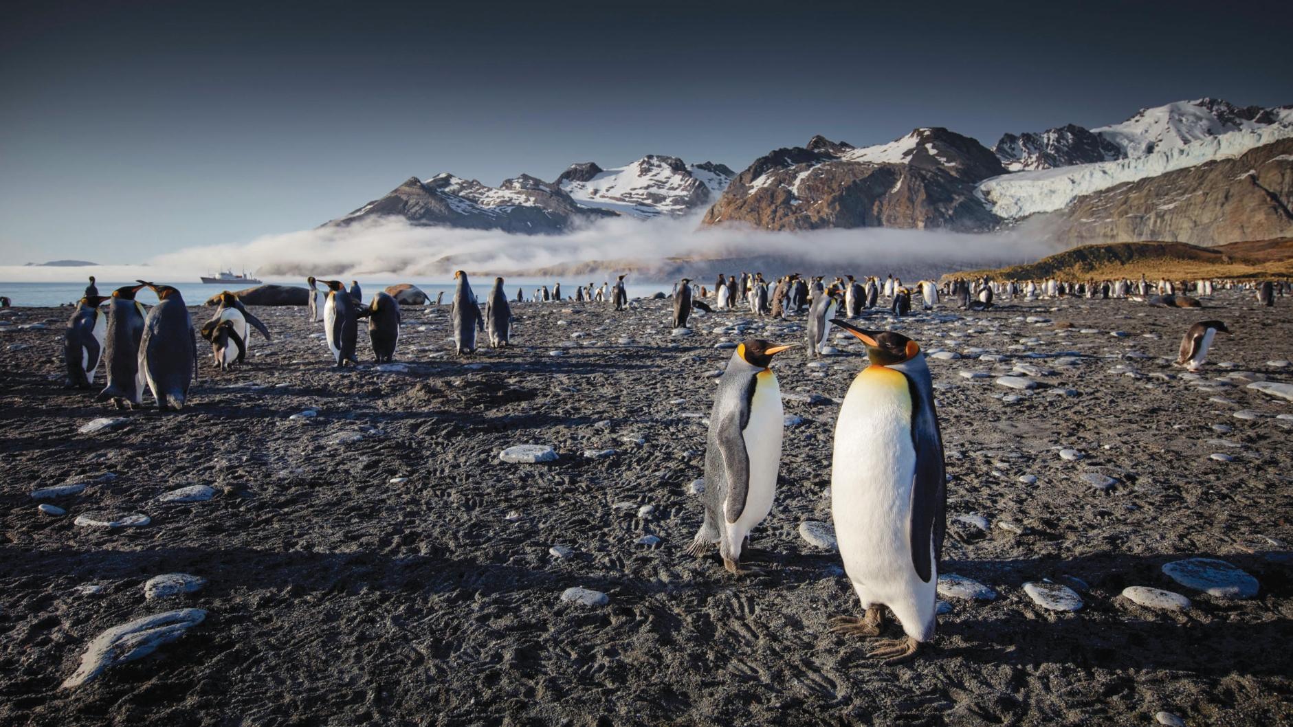 Falkland, South Georgia, Antarctica