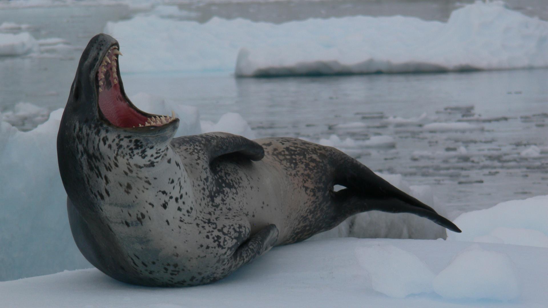 Antarctic Polar Circle