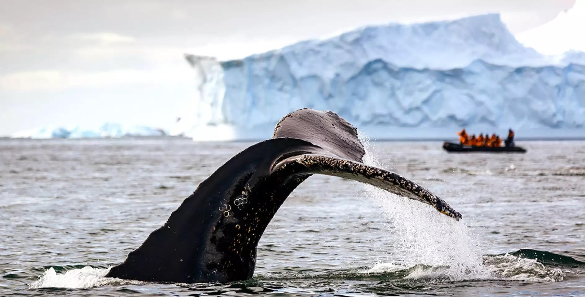 Antarctic Polar Circle