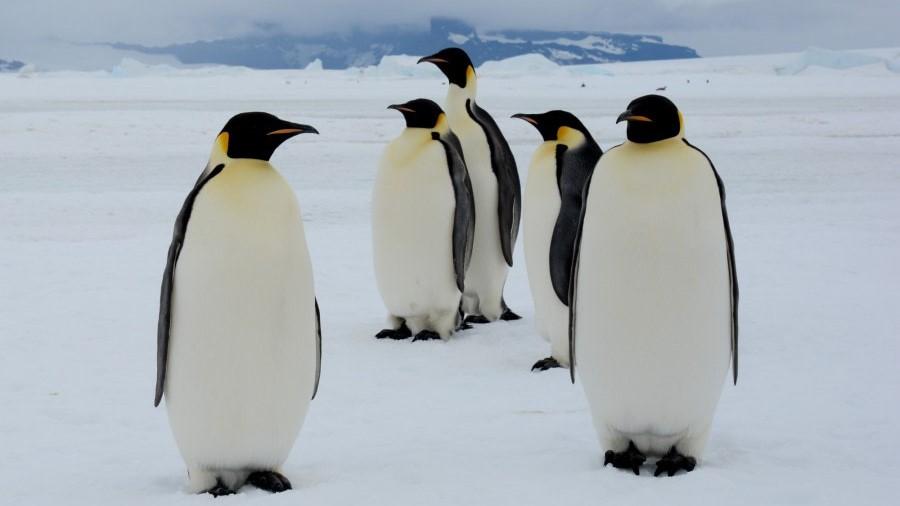 The Emperor Penguins of Bellingshausen Sea