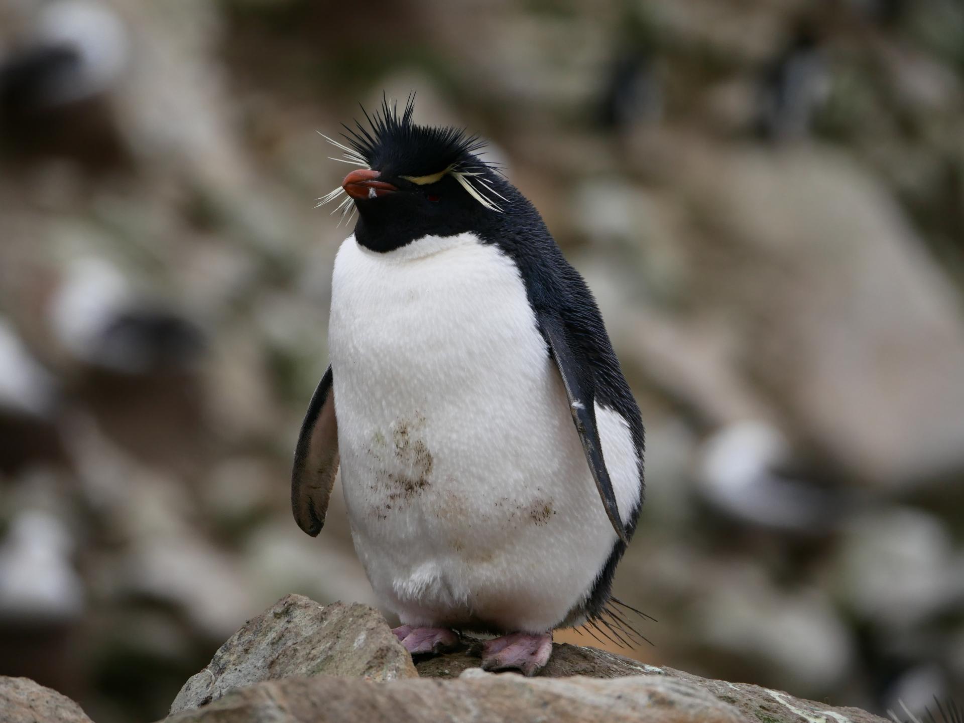 Naturaleza salvaje entre Argentina y las Islas Malvinas