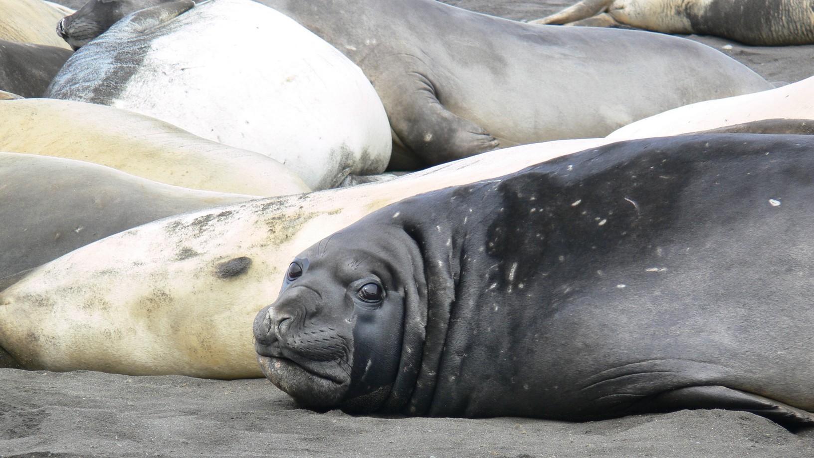 Ross Sea