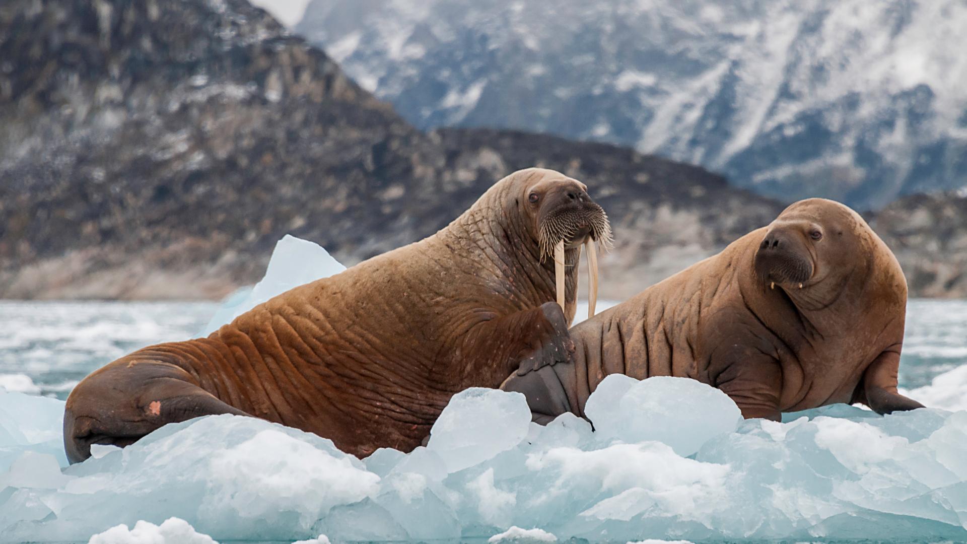 The Northwest Passage, in the wake of Roald Amundsen