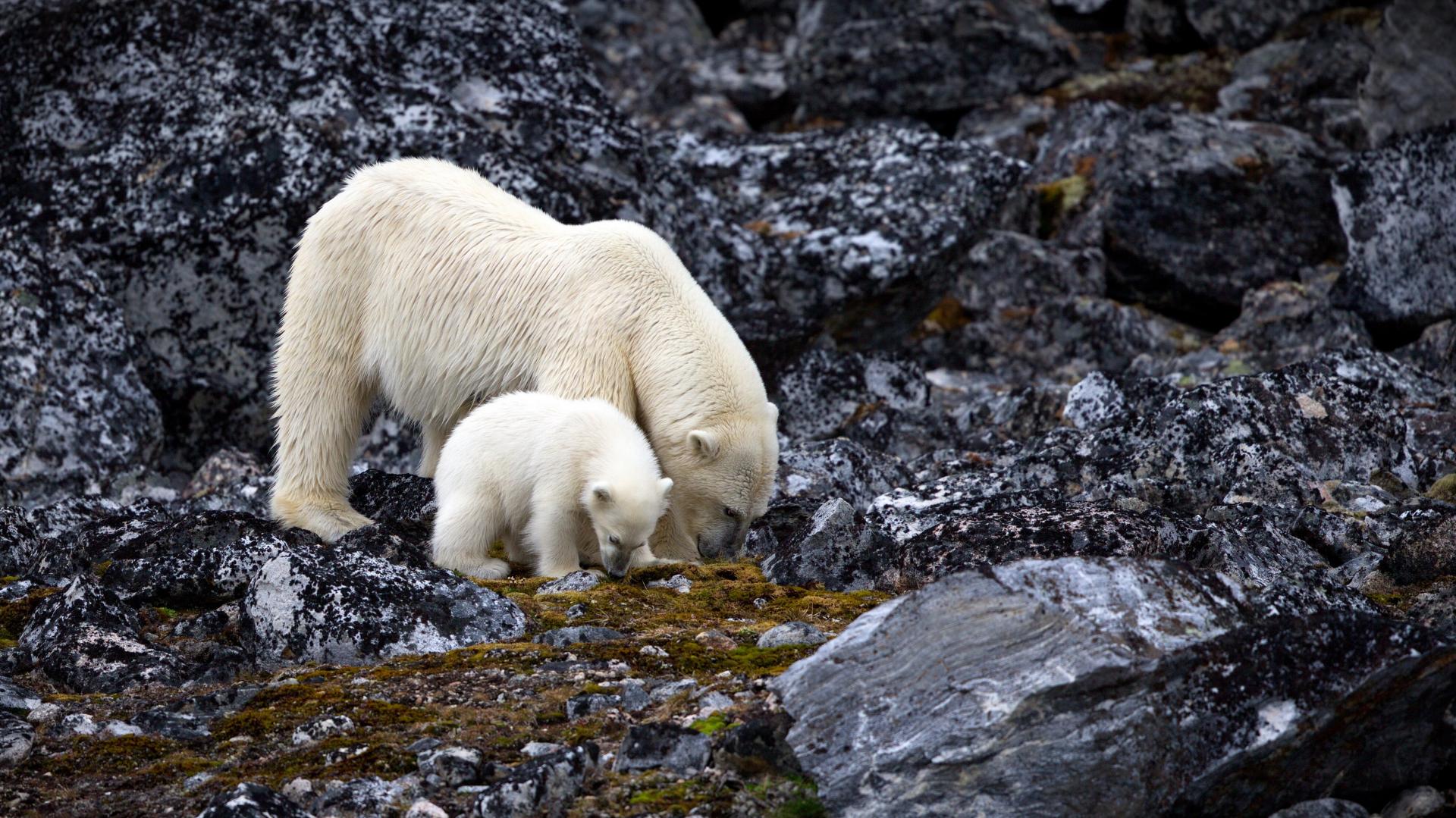 Exploring the Northeast Greenland National Park