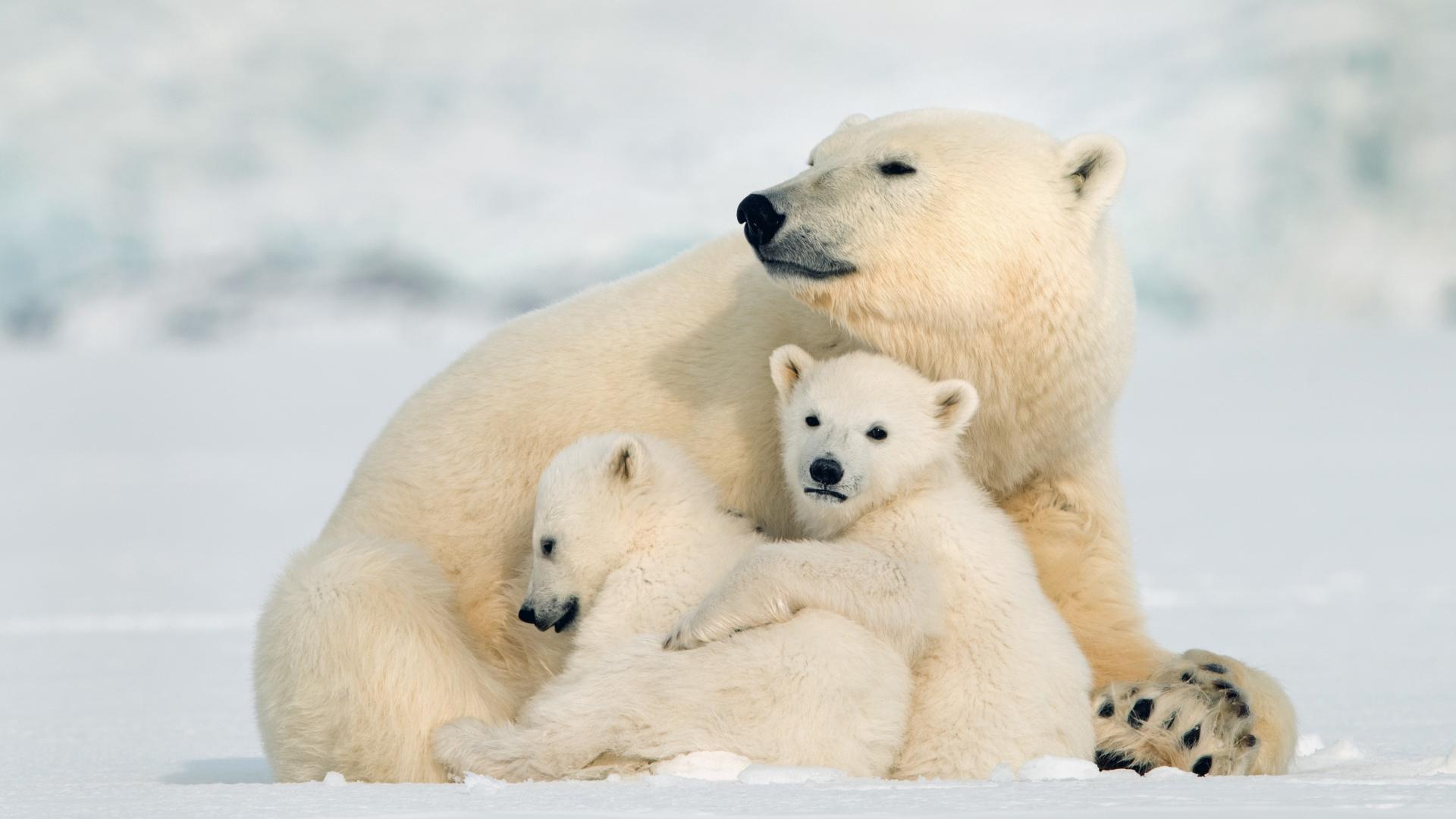 In the ice of the Arctic