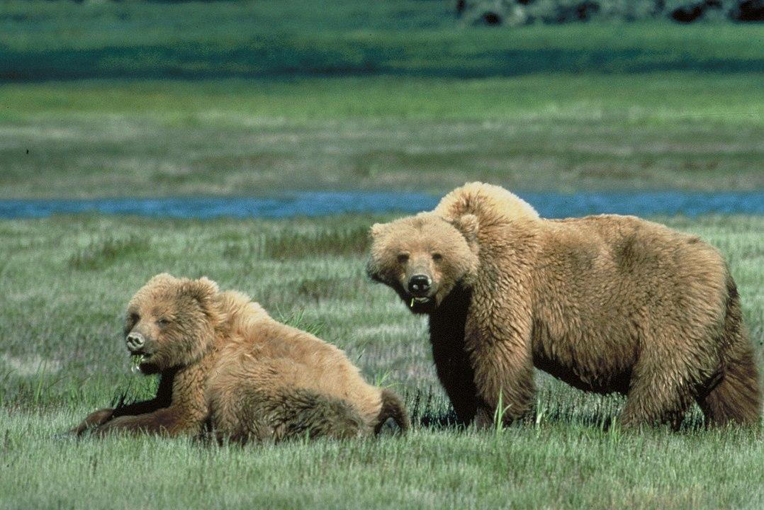 Alaska and its fur traders