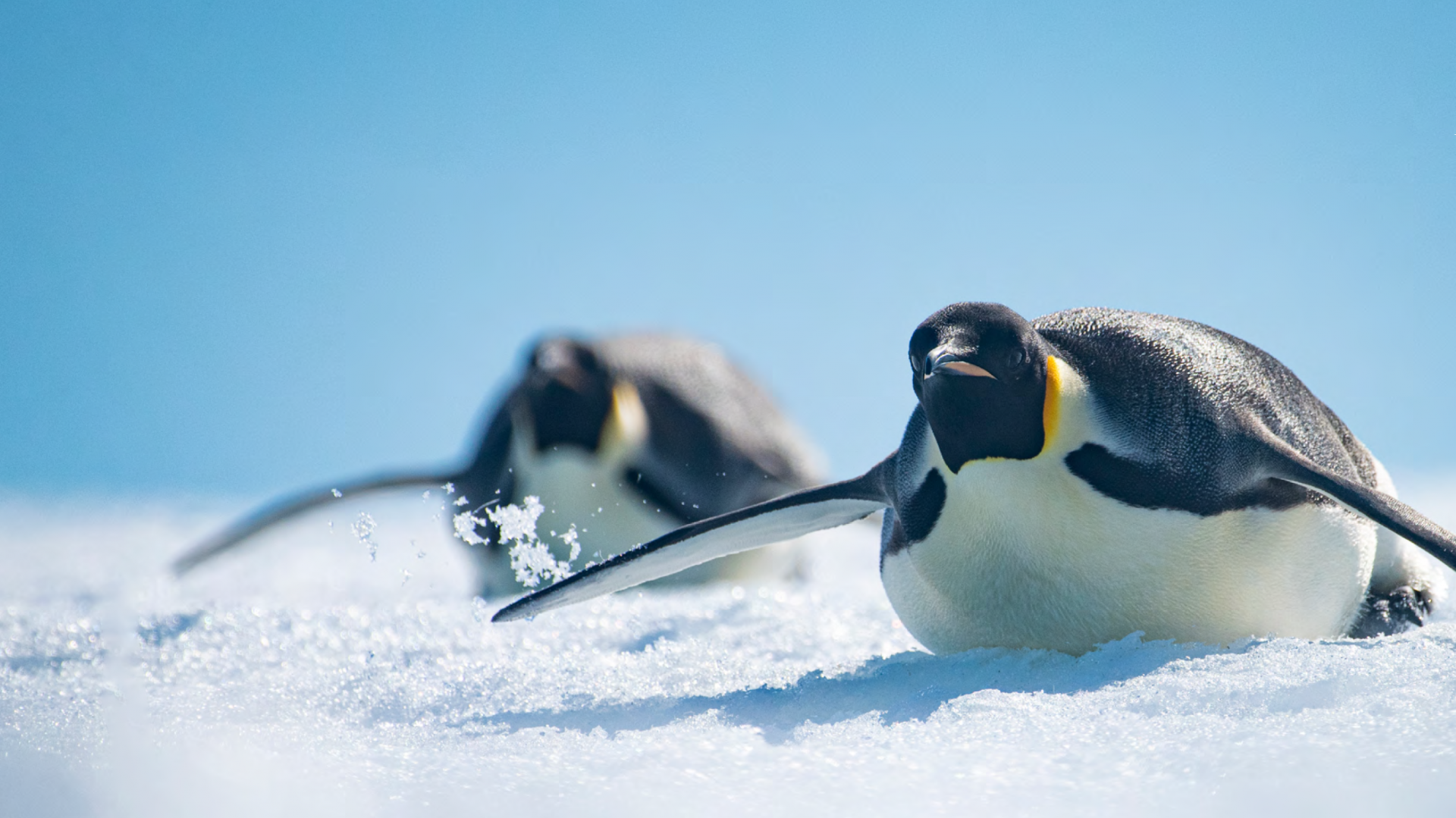 Antarctica Field Camps