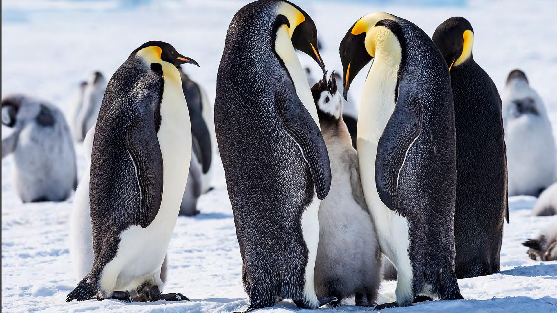 Antarctica Field Camps