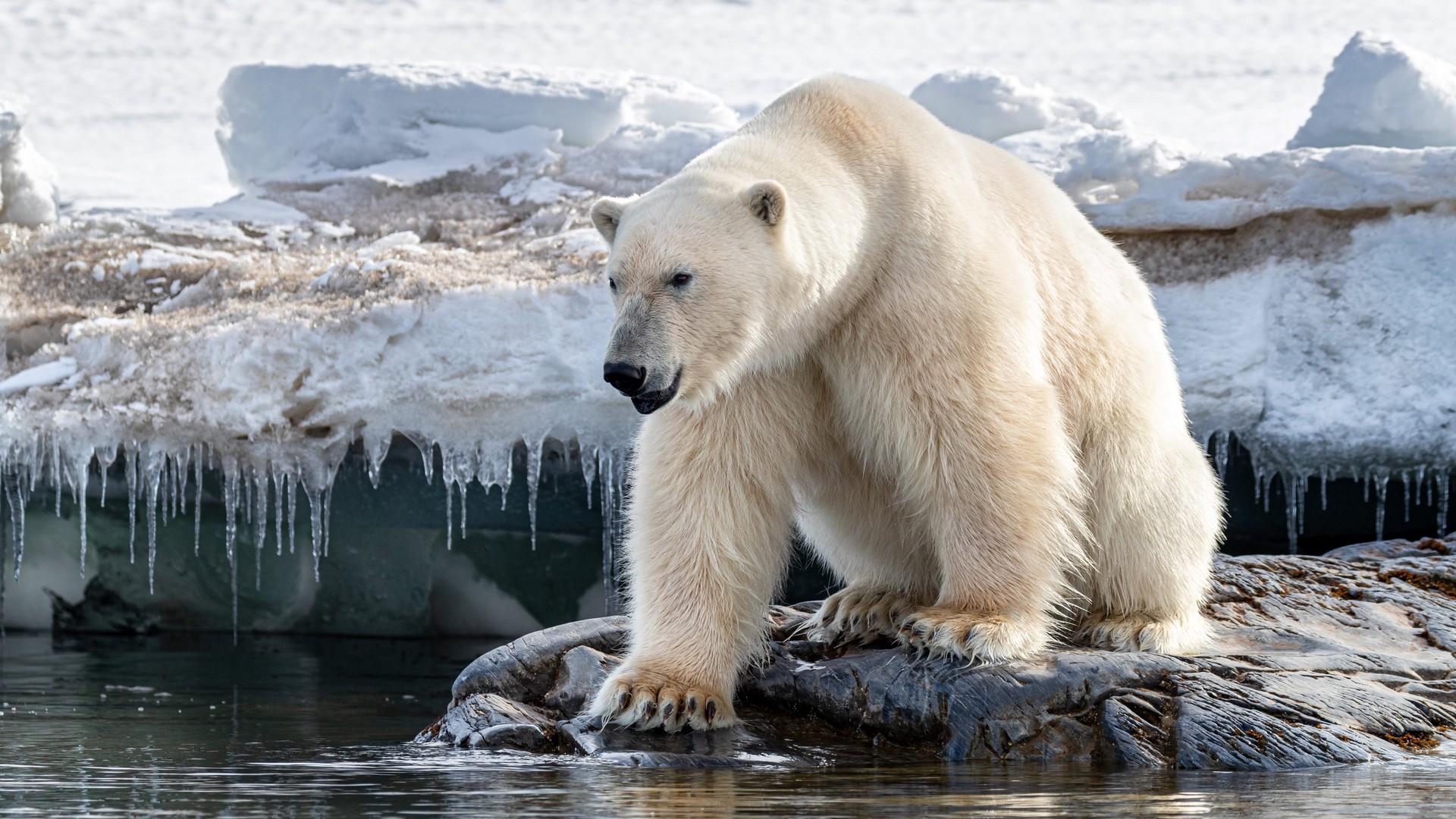 Svalbard Adventure & Isfjord Radio: 10 days