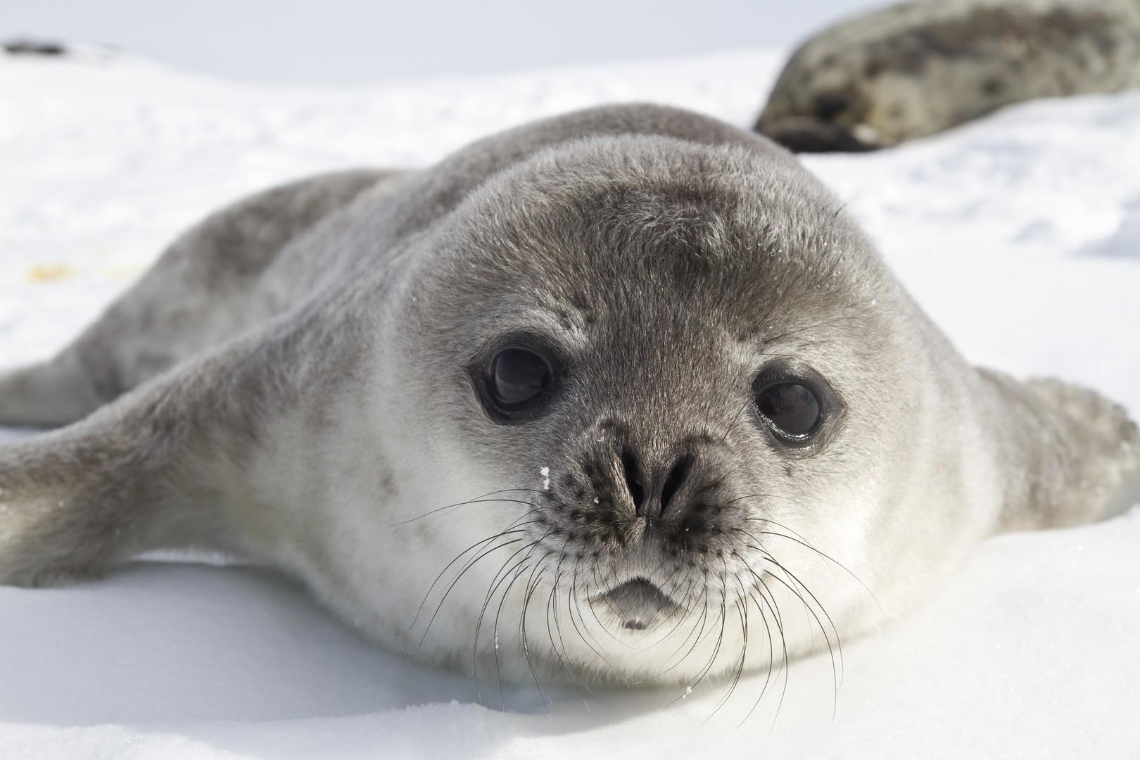 Antarctic Polar Circle