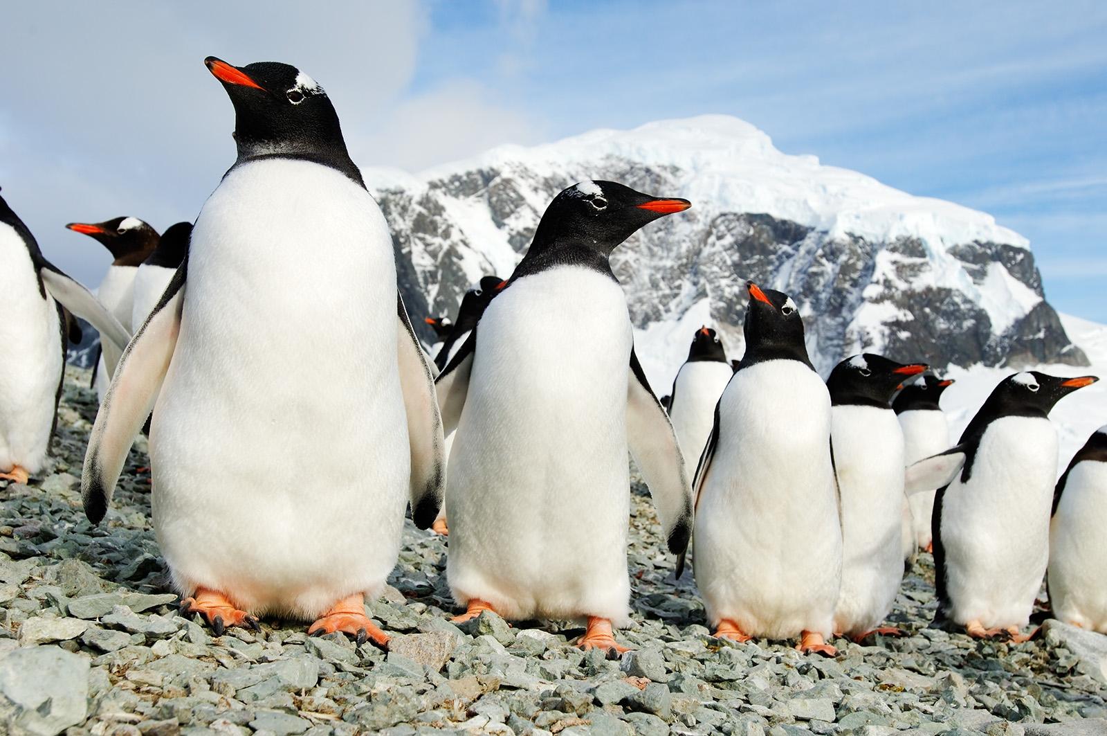 Antarctic Peninsula from Buenos Aires