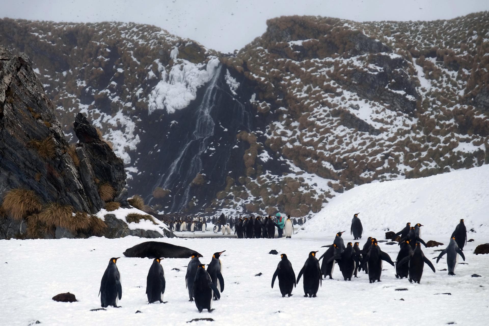 Crucero fotogrfico por las Malvinas y Georgia del Sur