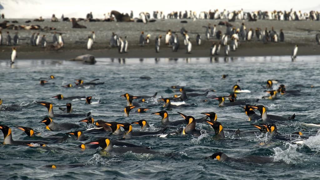 Falkland, South Georgia, Antarctica